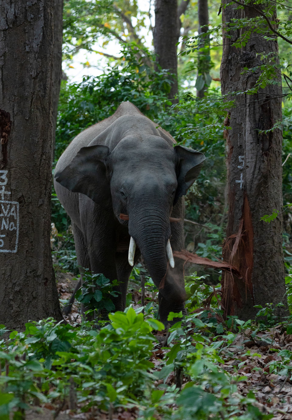 Photo of Jim Corbett National Park, Ramnagar, Uttarakhand, India by Ankit Shukla