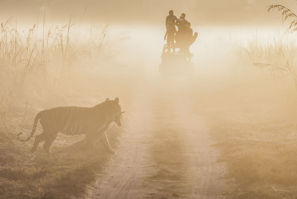 Photo of Jim Corbett National Park, Ramnagar, Uttarakhand, India by Ankit Shukla