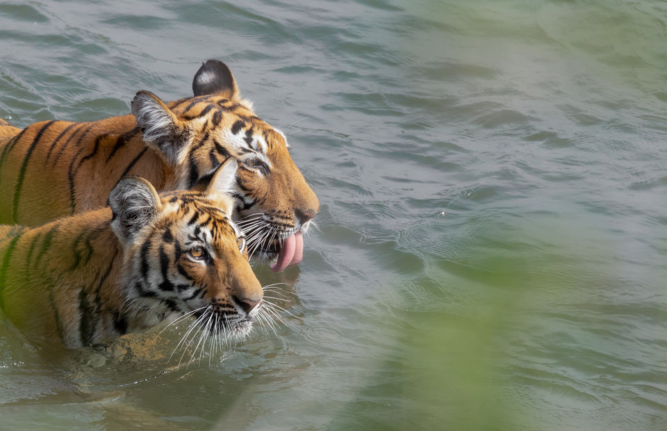 Photo of Jim Corbett National Park, Ramnagar, Uttarakhand, India by Ankit Shukla