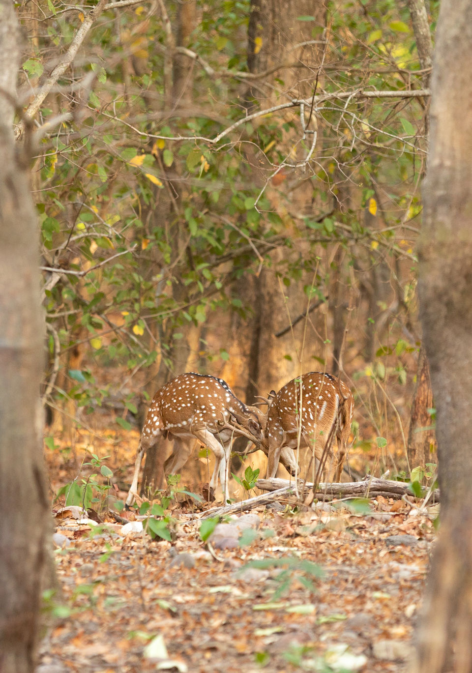 Photo of Jim Corbett National Park, Ramnagar, Uttarakhand, India by Ankit Shukla