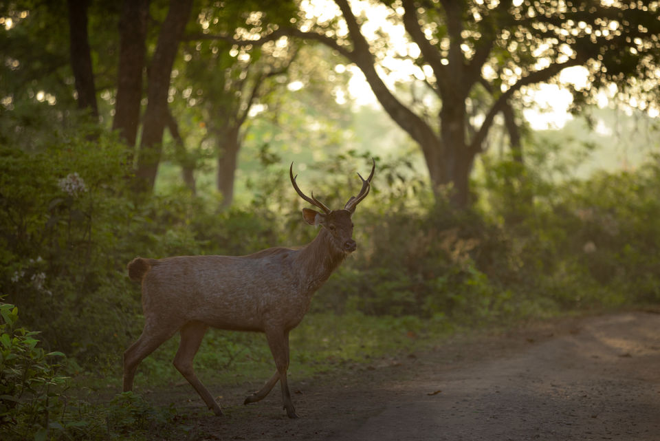 Photo of Jim Corbett National Park, Ramnagar, Uttarakhand, India by Ankit Shukla