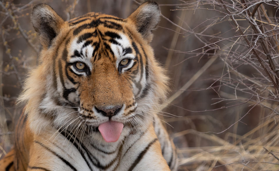 Photo of Ranthambore National Park, Rajasthan, India by Ankit Shukla