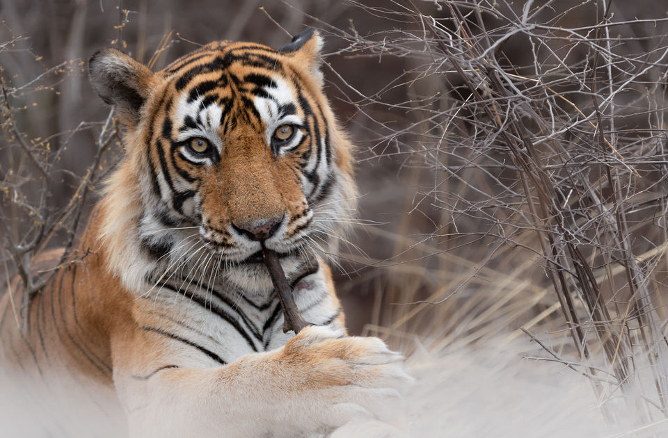 Photo of Ranthambore National Park, Rajasthan, India by Ankit Shukla