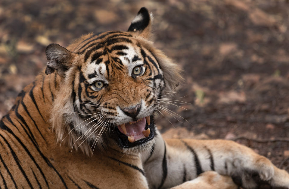 Photo of Ranthambore National Park, Rajasthan, India by Ankit Shukla