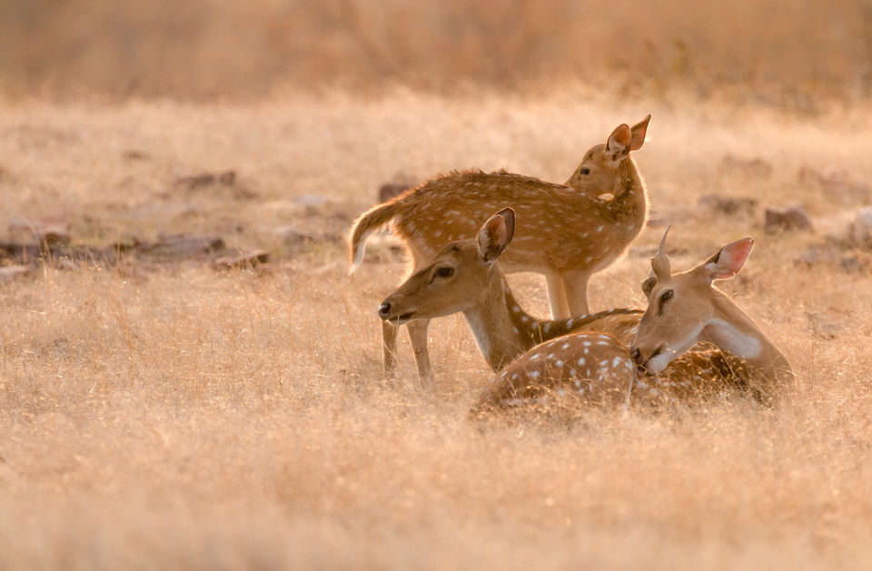 Photo of Ranthambore National Park, Rajasthan, India by Ankit Shukla