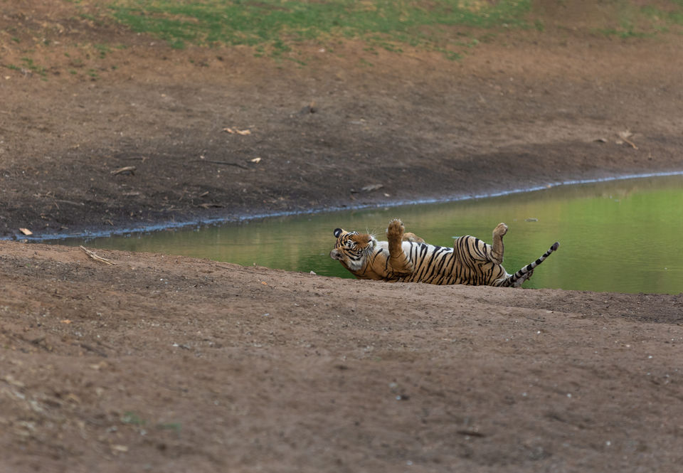 Photo of Ranthambore National Park, Rajasthan, India by Ankit Shukla