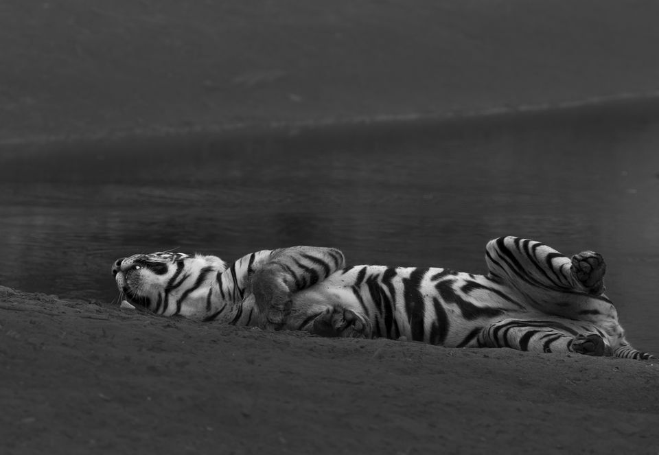 Photo of Ranthambore National Park, Rajasthan, India by Ankit Shukla