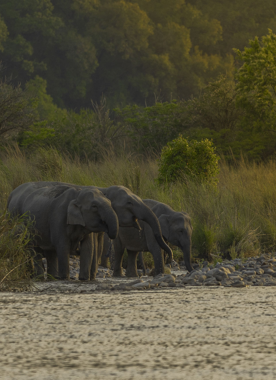 Photo of Corbett- The Land of Trumpets & Roars 3/10 by Ankit Shukla