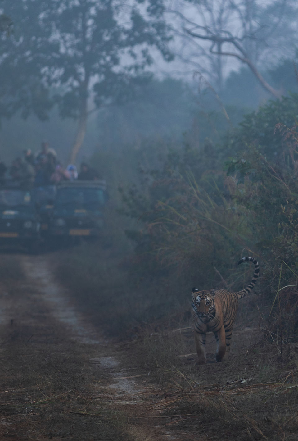 Photo of Corbett- The Land of Trumpets & Roars 4/10 by Ankit Shukla