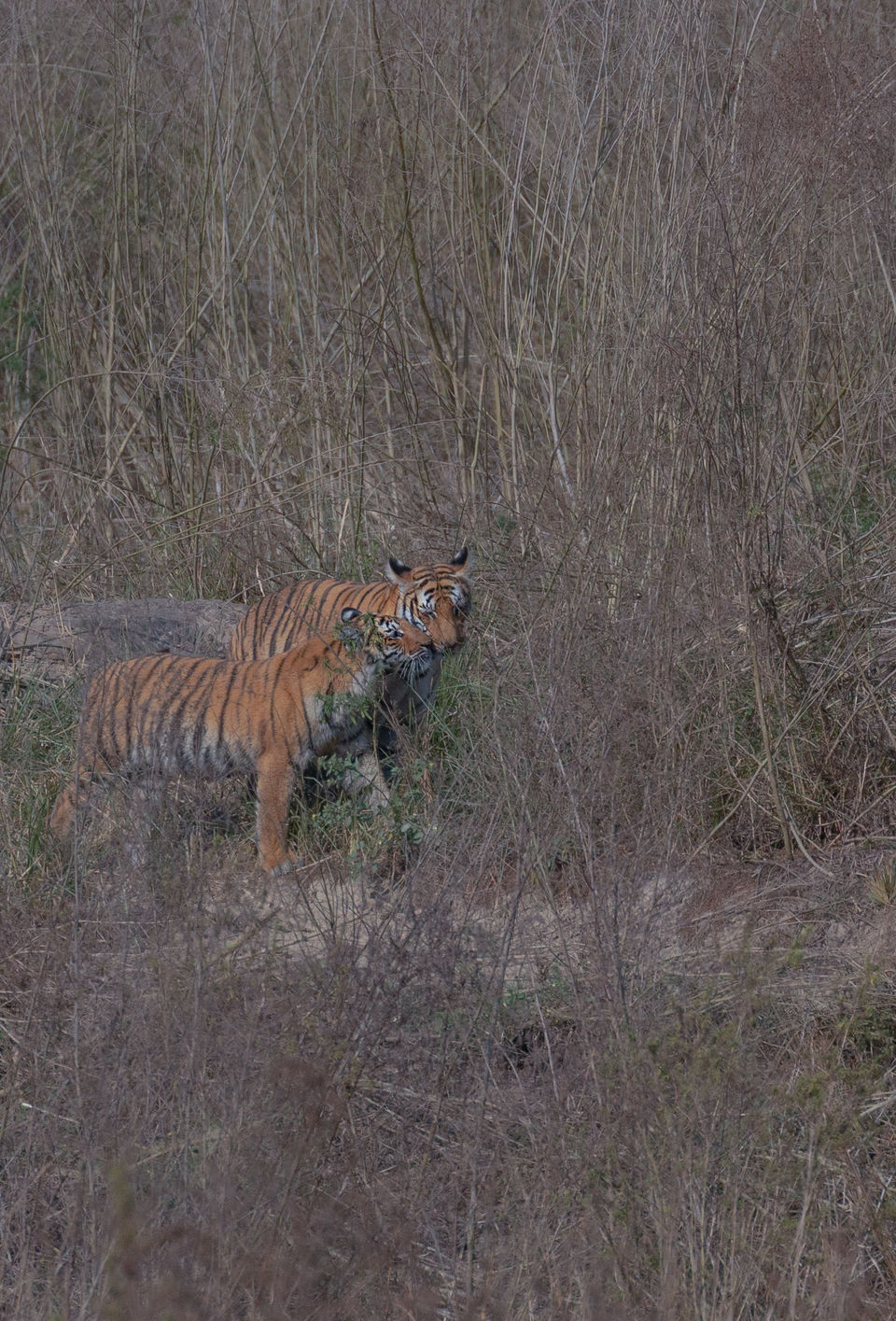 Photo of Corbett- The Land of Trumpets & Roars 8/10 by Ankit Shukla