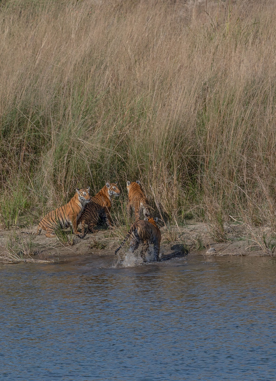 Photo of Corbett- The Land of Trumpets & Roars 7/10 by Ankit Shukla