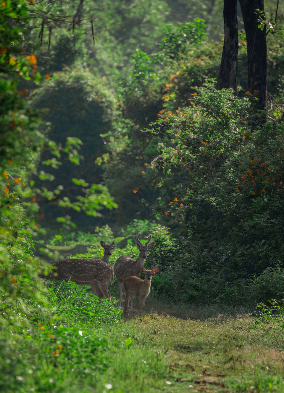 Photo of Corbett- The Land of Trumpets & Roars 2/10 by Ankit Shukla