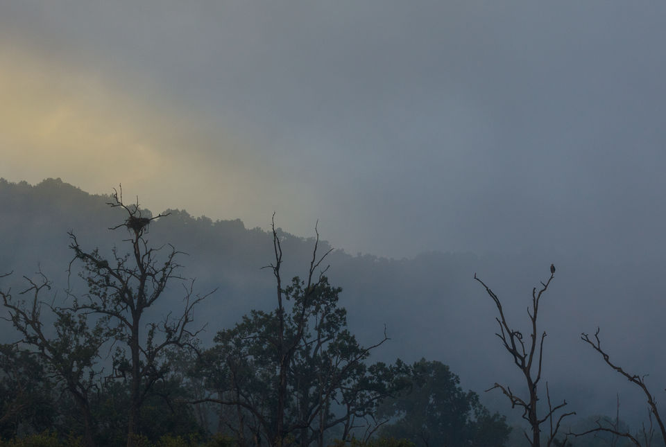 Photo of Corbett- The Land of Trumpets & Roars 10/10 by Ankit Shukla
