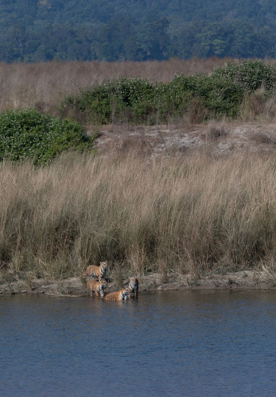 Photo of Corbett- The Land of Trumpets & Roars 6/10 by Ankit Shukla