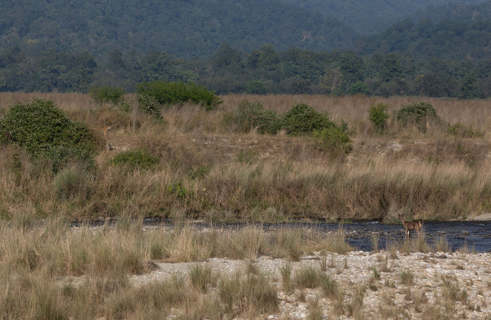Photo of Corbett- The Land of Trumpets & Roars 9/10 by Ankit Shukla