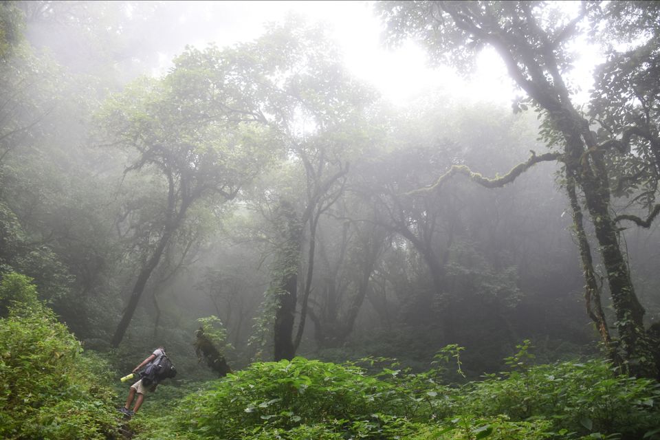 Photo of Things you have to know before travelling to Dzukou. by Angshuman Sonowal