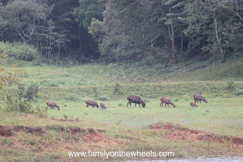 Photo of Periyar National Park , Thekkady Kerala - Family on the wheels by Family on the wheels