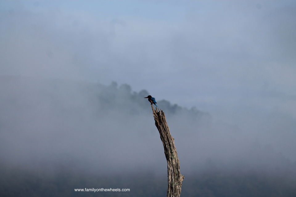 Photo of Periyar National Park , Thekkady Kerala - Family on the wheels by Family on the wheels
