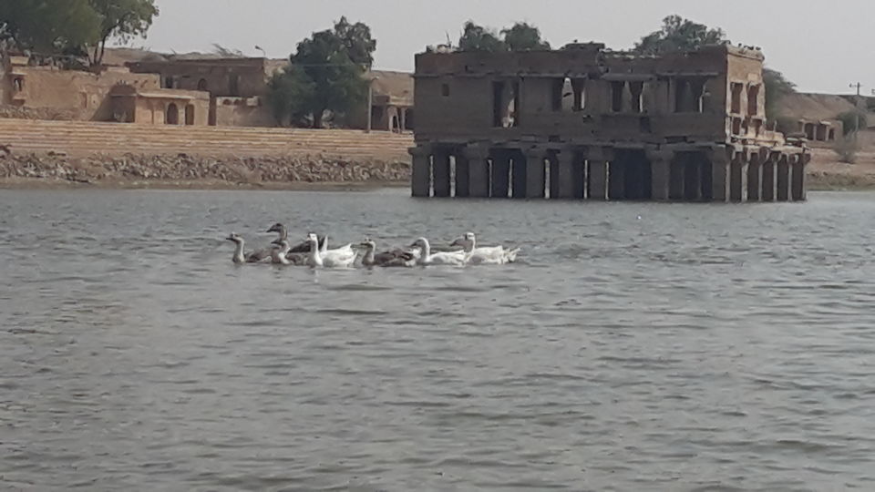 Photo of Gadisar Lake, Postal Colony, Jaisalmer, Rajasthan by Pradeepta Mathur