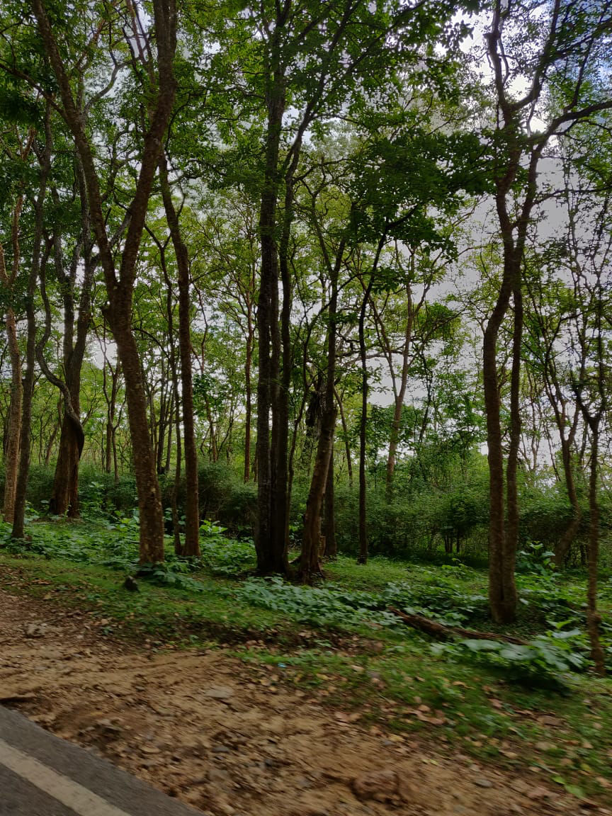 Photo of A Road trip To BR Hills by Nidarshana Ray
