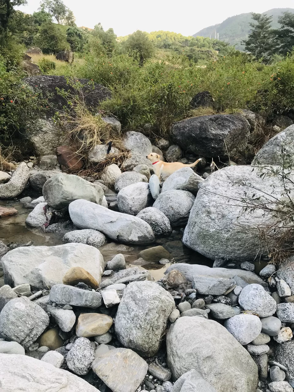 Photo of Palampur: The beauty unseen, the road less travelled by Sahila Kalia