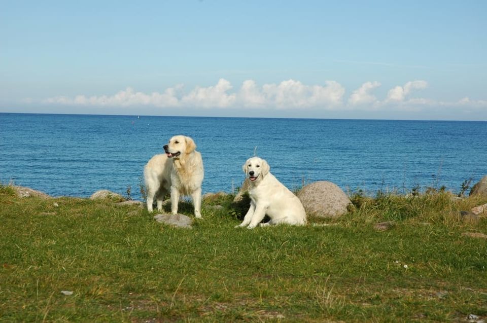 Photo of Dream Job Alert: You can Earn Rs 29 Lakh to Take Care of 2 Golden Retrievers! 1/2 by Samarth Arora