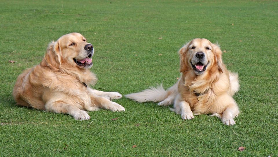 Photo of Dream Job Alert: You can Earn Rs 29 Lakh to Take Care of 2 Golden Retrievers! by Samarth Arora