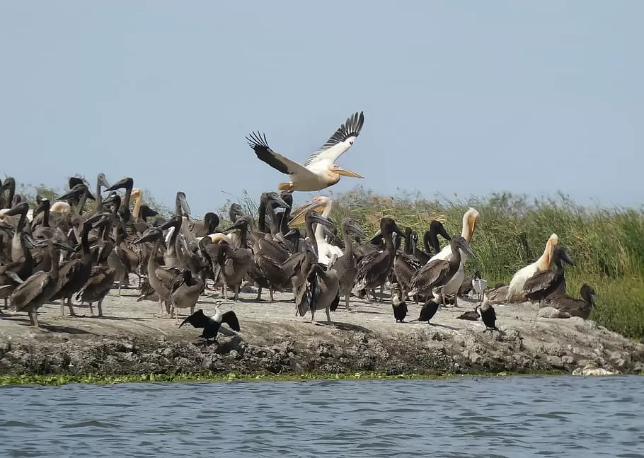 Photo of Bharatpur Bird Sanctuary, Road, Bharatpur, Rajasthan, India by Samarth Arora