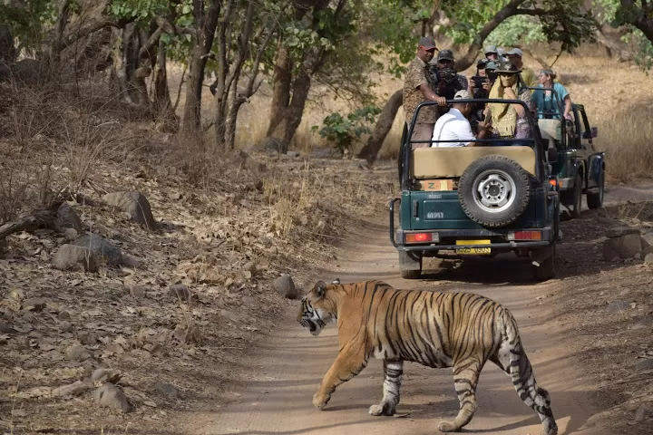 Photo of Ranthambore National Park, Rajasthan, India by Samarth Arora