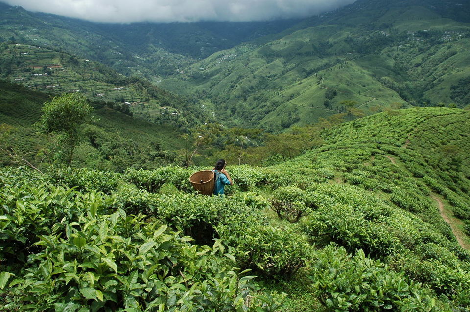Photo of SAMABEONG TEA ESTATE-HERITAGE TEA BUNGALOW NEAR LAVA, Kalimpong, West Bengal 6/10 by The Weekender