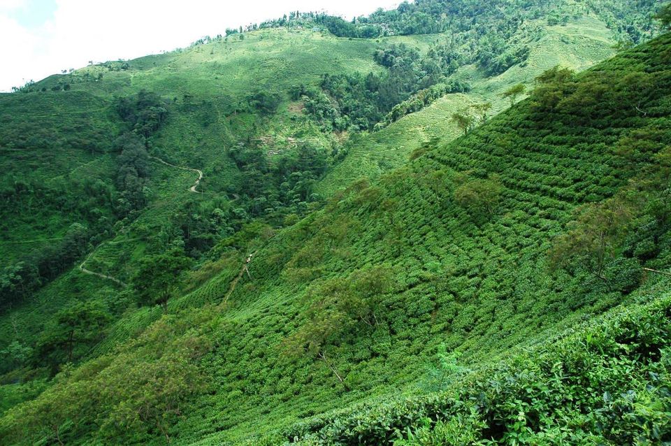Photo of SAMABEONG TEA ESTATE-HERITAGE TEA BUNGALOW NEAR LAVA, Kalimpong, West Bengal 7/10 by The Weekender