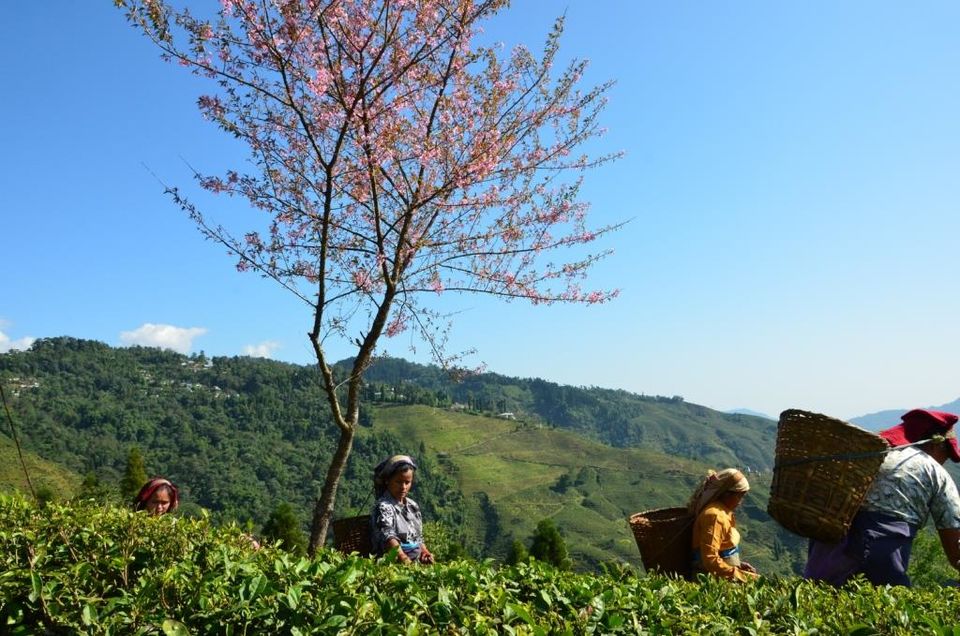 Photo of SAMABEONG TEA ESTATE-HERITAGE TEA BUNGALOW NEAR LAVA, Kalimpong, West Bengal 8/10 by The Weekender