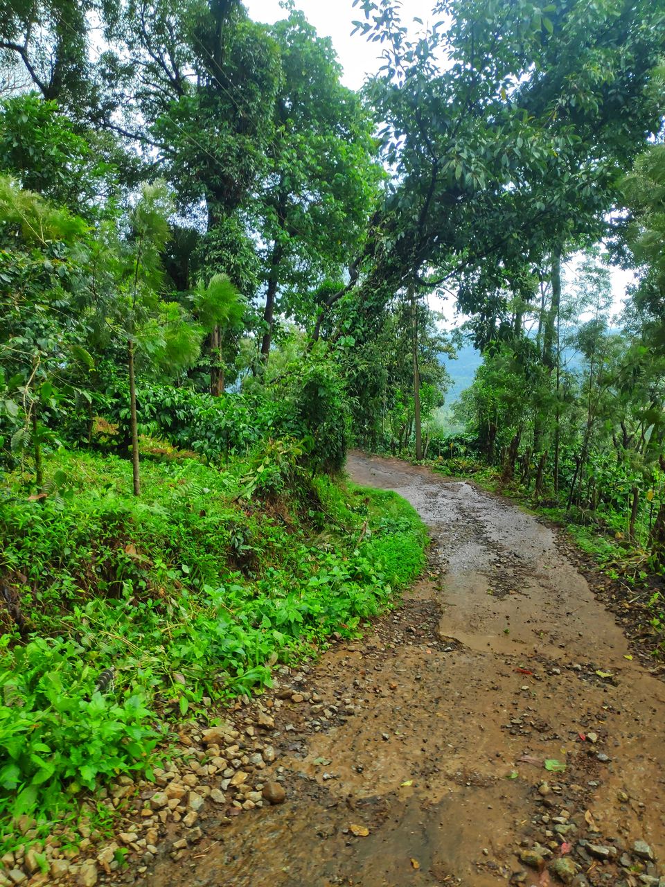 Photo of Tadiandamol Trek, 27th Main Road, 1st Sector, HSR Layout, Bengaluru, Karnataka, India by Sirajudeen