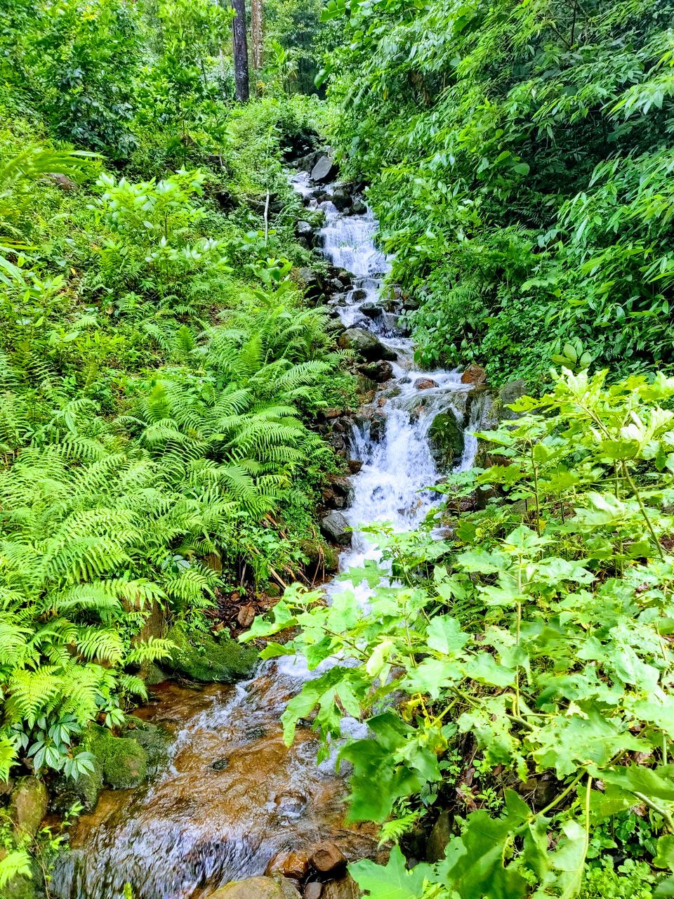 Photo of Tadiandamol Trek, 27th Main Road, 1st Sector, HSR Layout, Bengaluru, Karnataka, India by Sirajudeen