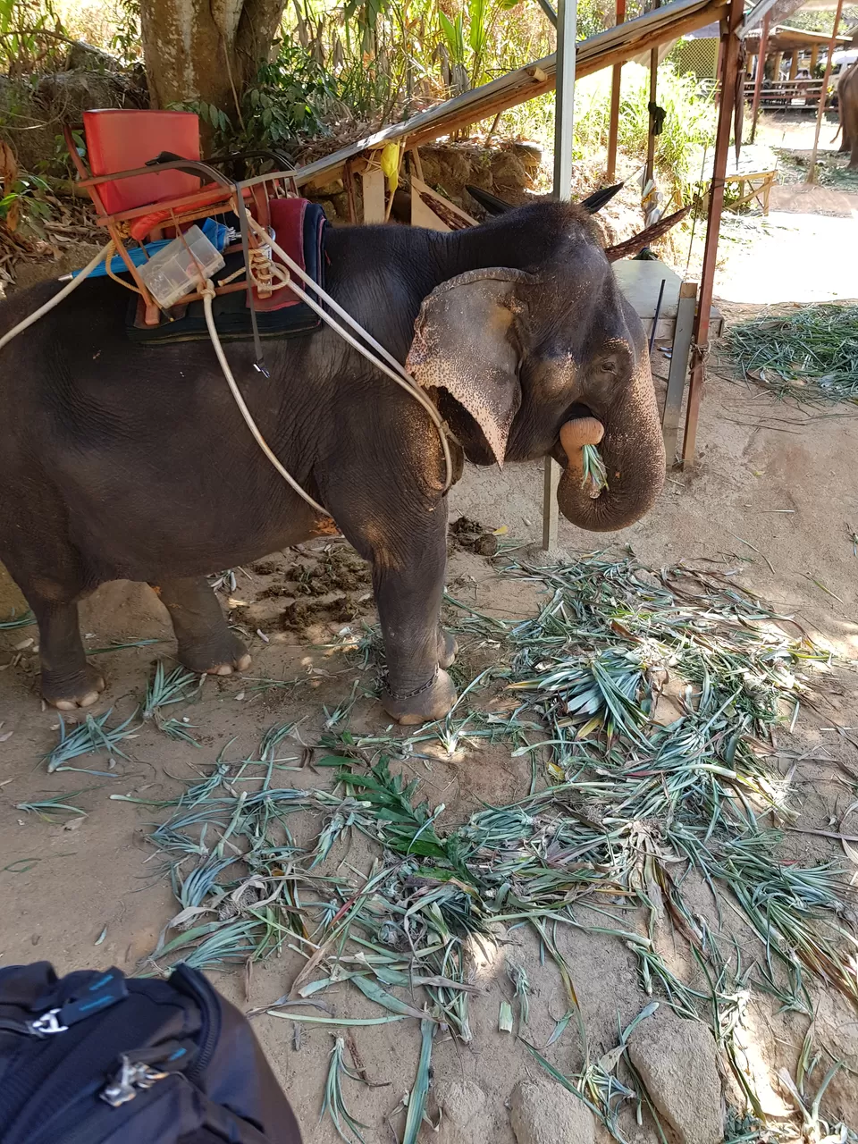Photo of Thailand, Phuket, Mueang Phuket District, Rawai, Kinnaree Elephant Camp by Mischievous Dreamer