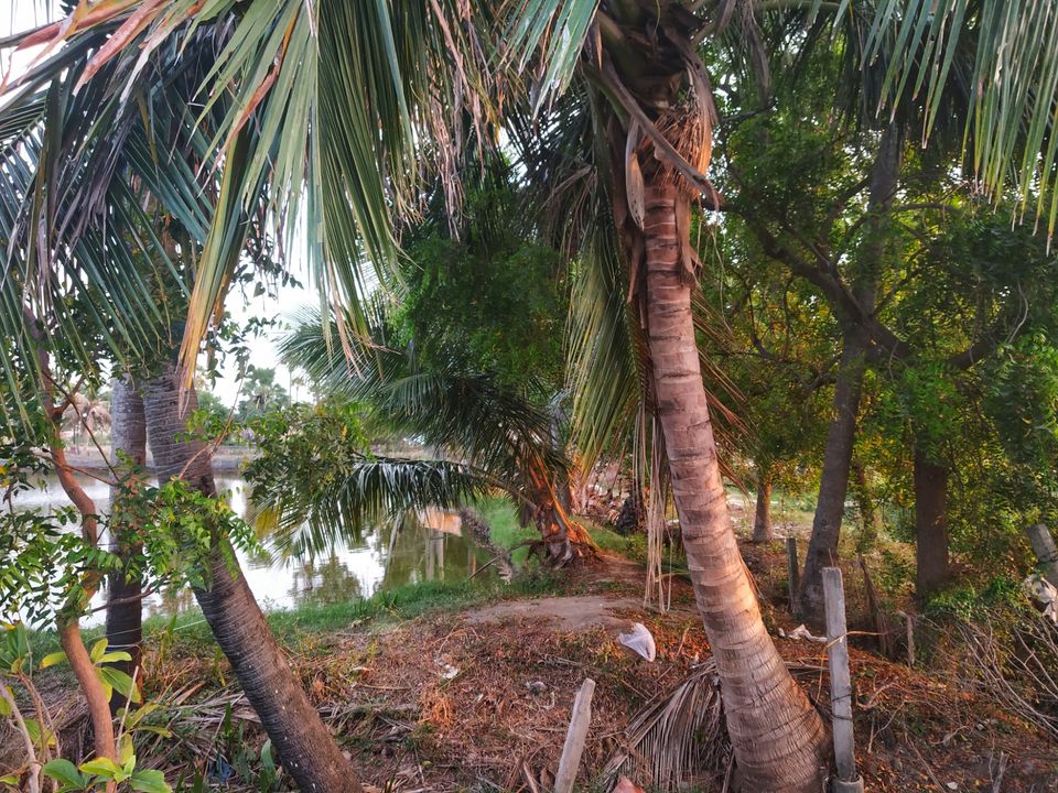 Photo of Pallevada, Andhra Pradesh, India by Rohith mathi