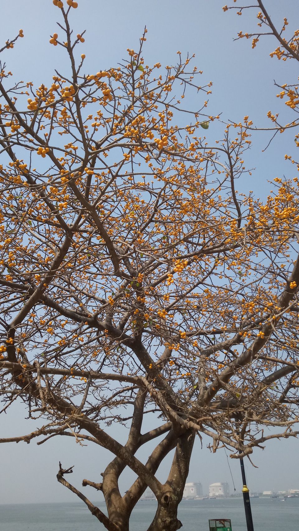 Photo of Because I miss Kochi! by Khushbu Kumari