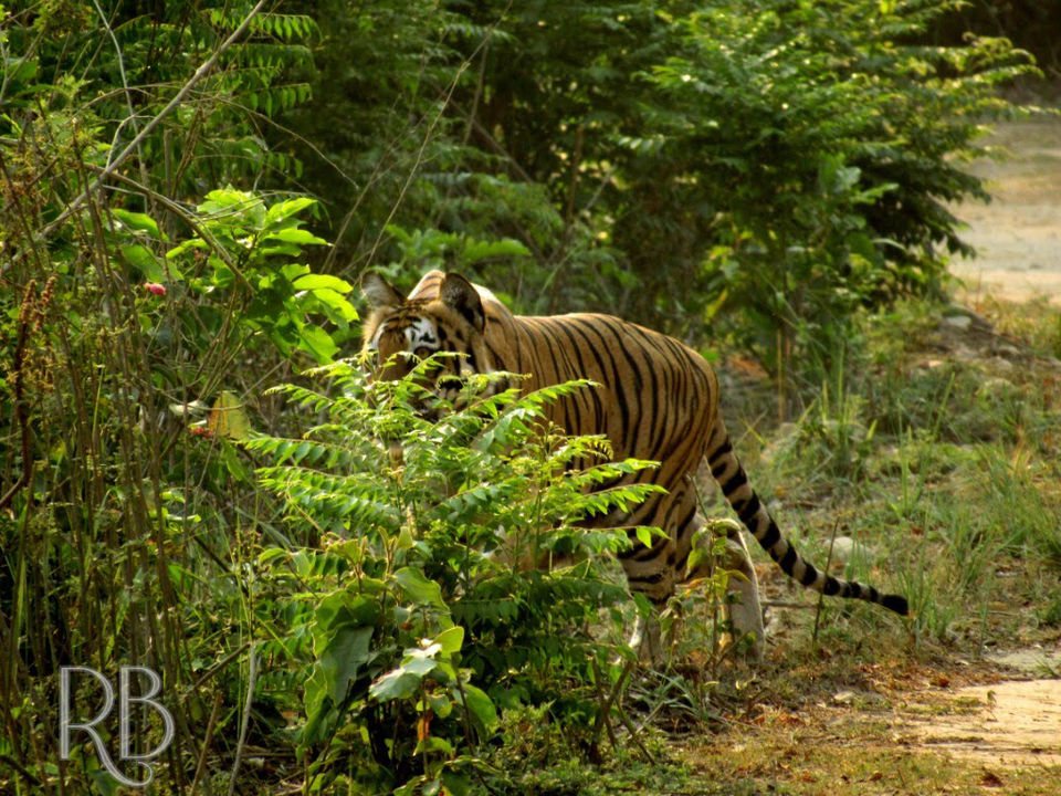 Photo of Jim Corbett National Park, Ramnagar, Uttarakhand, India by Jiyaa Sarkar
