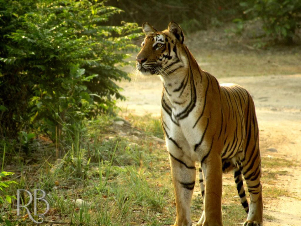 Photo of Jim Corbett National Park, Ramnagar, Uttarakhand, India by Jiyaa Sarkar