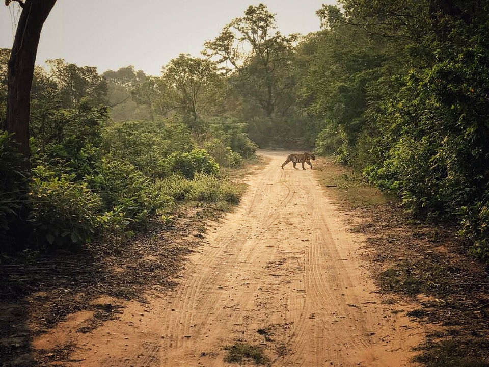 Photo of Jim Corbett National Park, Ramnagar, Uttarakhand, India by Jiyaa Sarkar