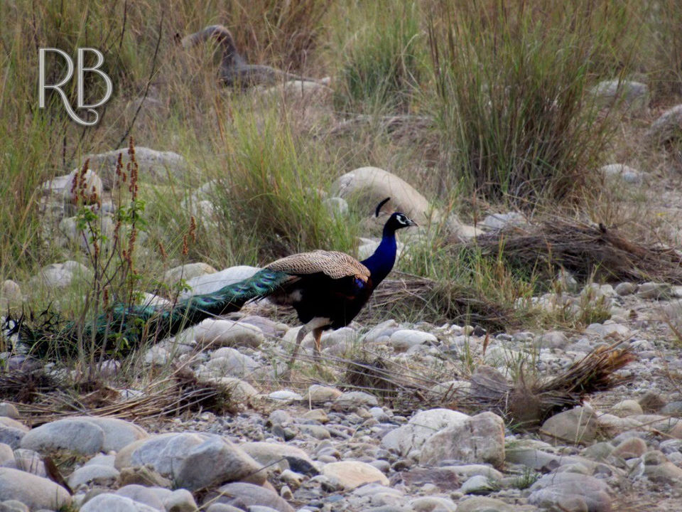 Photo of Gairal Forest Lodge, Ramnagar, Uttarakhand, India by Jiyaa Sarkar