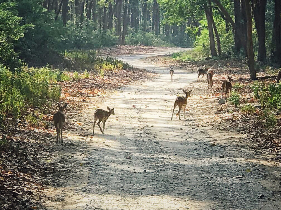 Photo of Gairal Forest Lodge, Ramnagar, Uttarakhand, India by Jiyaa Sarkar