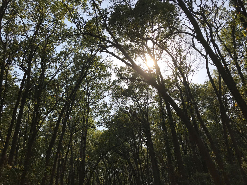 Photo of The Dense Forest Of Jim Corbett..#notinthehills #beattheheat #summertrip by Jiyaa Sarkar
