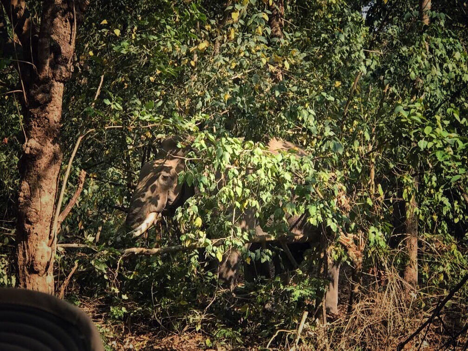 Photo of The Dense Forest Of Jim Corbett..#notinthehills #beattheheat #summertrip by Jiyaa Sarkar