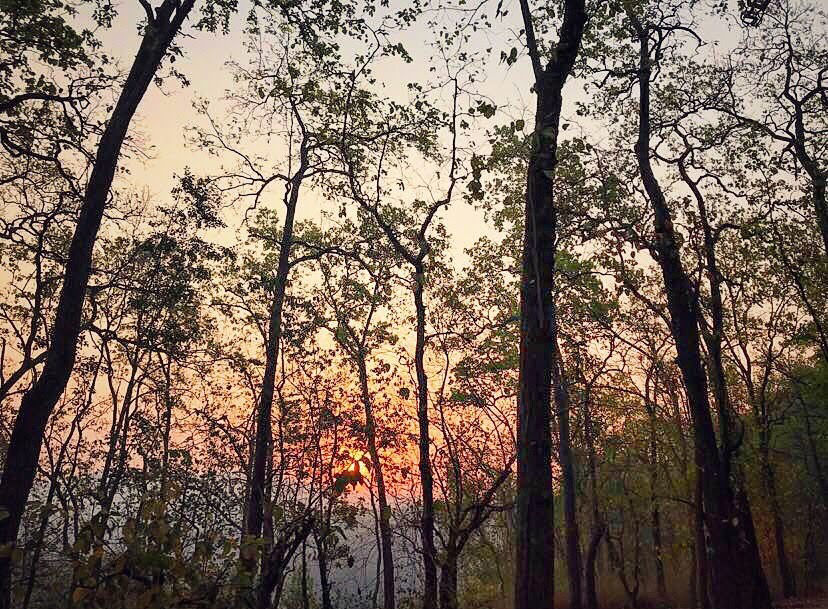 Photo of The Dense Forest Of Jim Corbett..#notinthehills #beattheheat #summertrip by Jiyaa Sarkar