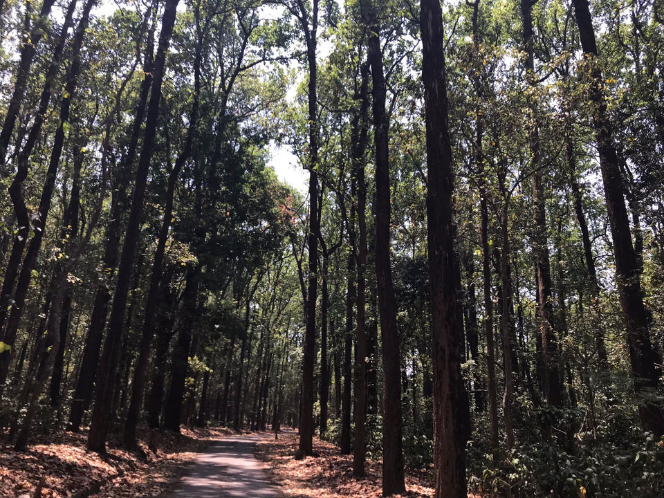 Photo of The Dense Forest Of Jim Corbett..#notinthehills #beattheheat #summertrip by Jiyaa Sarkar