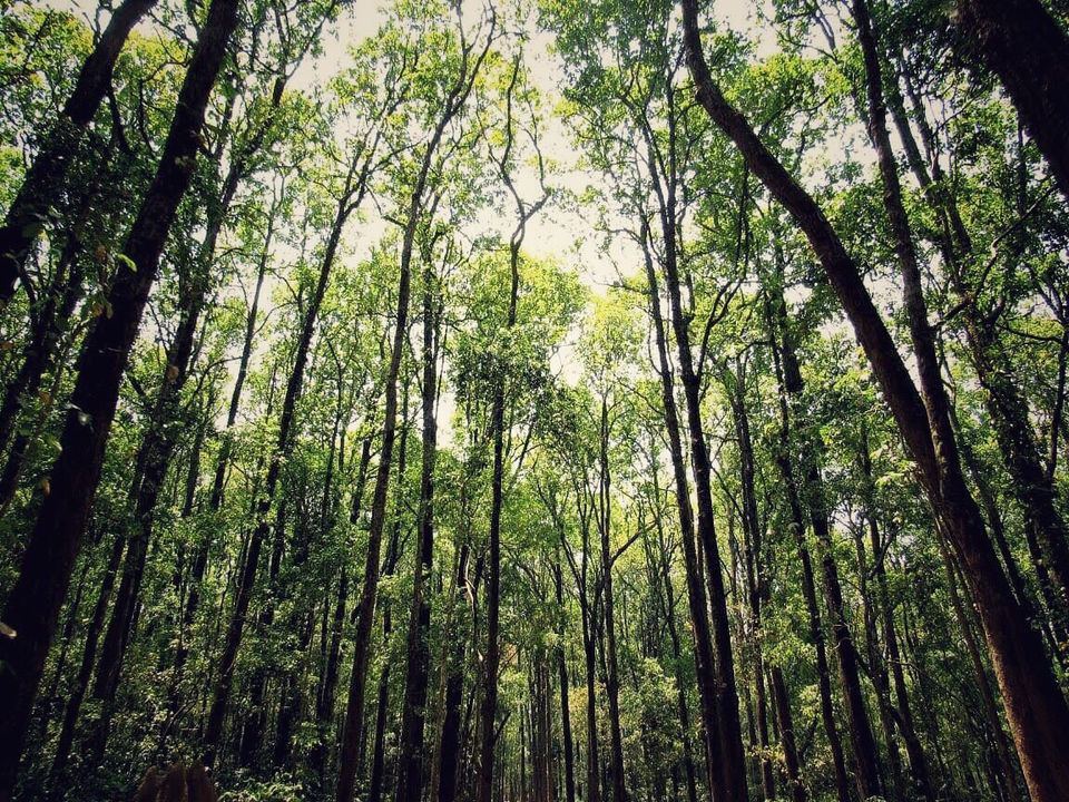 Photo of The Dense Forest Of Jim Corbett..#notinthehills #beattheheat #summertrip by Jiyaa Sarkar