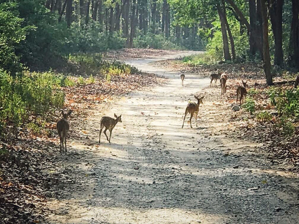 Photo of The Dense Forest Of Jim Corbett..#notinthehills #beattheheat #summertrip by Jiyaa Sarkar