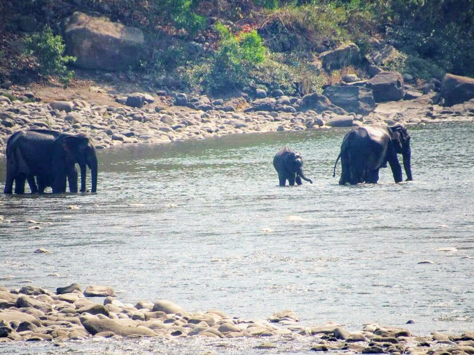 Photo of The Dense Forest Of Jim Corbett..#notinthehills #beattheheat #summertrip by Jiyaa Sarkar