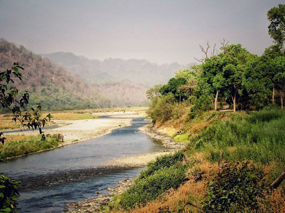 Photo of The Dense Forest Of Jim Corbett..#notinthehills #beattheheat #summertrip by Jiyaa Sarkar